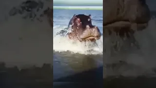 Giant Hippo Attacks In River 😱 Deadly Shorts