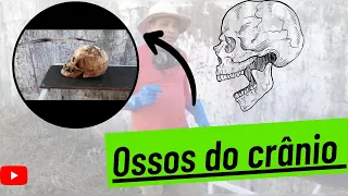 CRÂNIO, divisão CRANIANA 💀