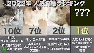 【2022年最新版】人気猫種ランキングTOP10