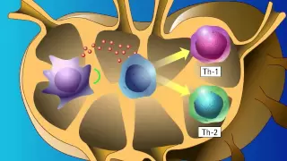 Stimulation of Adaptive Immunity