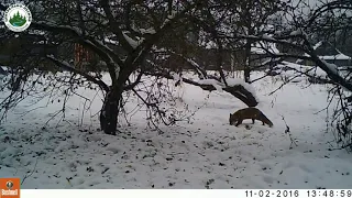 Пугливая лисица