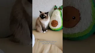 Какие запахи любят кошки 😀