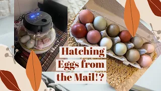 We just got 12 amazing Hatching Eggs in the Mail!! - First time incubating eggs.