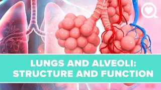 Lungs and Alveoli: Structure, Function and Definition