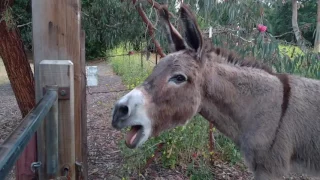 Jenny the donkey sings us the song of her people (very loud!)