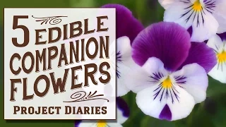 ★ 5 Edible Companion Flowers (Growing, Benefits & Serving Ideas)