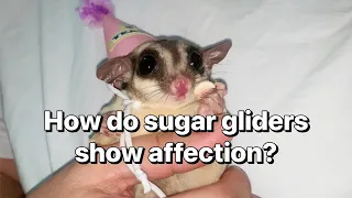 How do sugar gliders show affection?❤️🥹