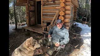 Moose And Mystery Feed At Off Grid Log Cabin. Devastating News