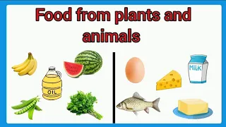 Food from plants/Food from animals/Food from plants and animals for ukg