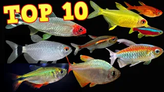 Top 10 Tetras