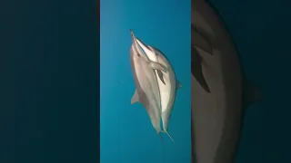 Dolphin Mating ( Clear View )