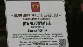 Деревья - памятники живой природы. Открытие. г. Брянск