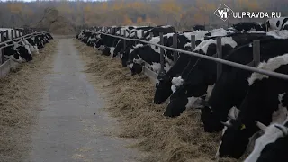 7,5 тысяч литров молока в год. В Ульяновской области строят животноводческий комплекс