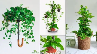 3 Money Plant Decoration Trends 2023 | Money Plant Growing Ideas | Indoor Money plant//GREEN PLANTS