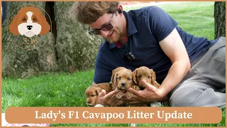 Lady's F1 Cavapoo Litter Update