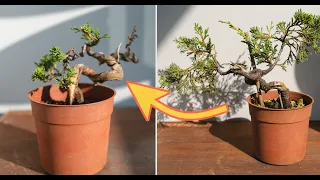 如何改變一顆小盆栽⏐How to improve a small juniper bonsai⏐Shimpaku