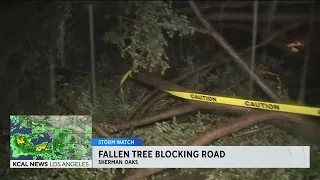 Sherman Oaks residents dealing with heavy rain, strong winds and downed trees