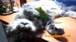 Попугай достает кота, приколы :)