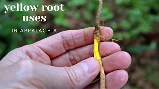 Yellow Root in the Appalachian Mountains