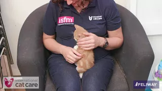 Handling kittens