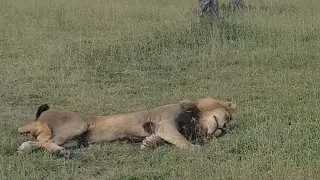 Male Lion Resting with Family | Black Dam Male & Nkuhuma Females | 1 February 2024