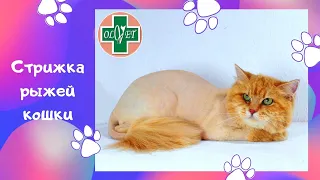 Стрижка рыжей кошки OLVET Днепр