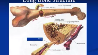 Basic Bone Healing