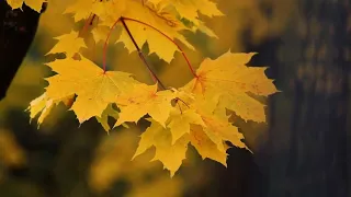Осень, клён, листопад, деревья, видео осень листопад. Autumn, maple, leaf fall