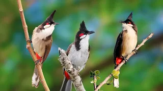 Natural Bird Sounds - Beautiful Bird Videos, Relaxing Bird Sounds, supports good sleep