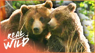 Into The Life Of A Grizzly Bear (Bear Documentary) | Grizzly Country | Real Wild
