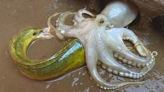 Stop Motion ASMR - Underground Big Octopus Eat Catfish Trap Primitive Experiment Cooking | Cuckoo