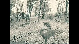 OLHA   oko na las   sarny na śniadaniu