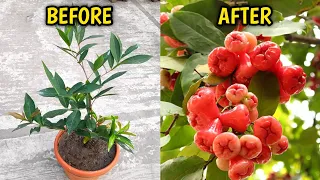 How To Grow And Care Water Apple In Pots (Complete Guide)