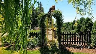 Trimming a WAY Overgrown Elderberry & Climbing Roses! 🌿✂️🙌 // Garden Answer