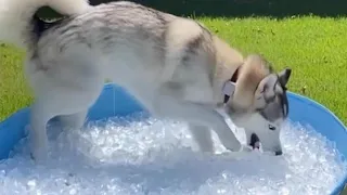 Husky Gets Treated With Ice Bath To Cool Off