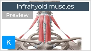 Infrahyoid muscles: Origin, insertion, innervation and function (preview) - Human Anatomy | Kenhub