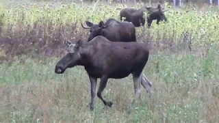 Делаем вабу манок на лося Часть 1