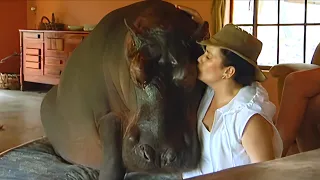 Inalagaan Nila ang Hippo na ito, Magugulat ka sa iginanti nito sa Kanila