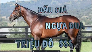 🏇🏽  Tháp tùng Chủ Tịch và Phu Nhân - Đấu giá Ngựa Đua triệu đô