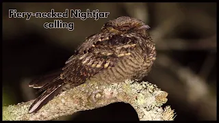 Fiery necked Nightjar calling.