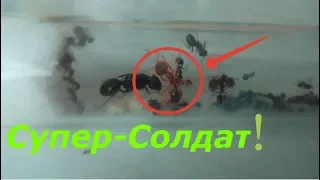 Супер-Солдат появился... Max Ant