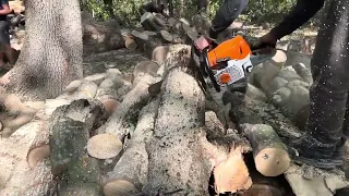 🌳🌳🌳 STIHL MS 462 C-M Cutting Best Trees 🌳 woodcuts