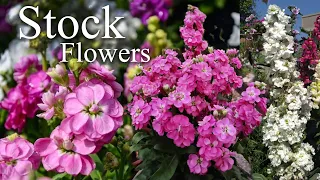 Growing Stock Flower (Matthiola incana). How to Grow Stock Flower Plants.