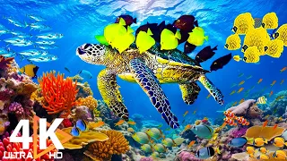 Ocean 4K - Beautiful Coral Reef Fish in Aquarium, Sea Animals for Relaxation (4K Video Ultra HD) #29