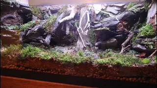 Awesome Vivarium DIY - Temperate Forest