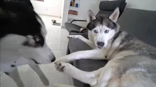 Husky argues with his girlfriend over who gets to get on the couch..