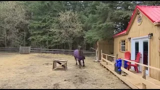 Horse farts, runs around, falls @ 1:51, rolls over, gets up, is ok but feels great shame.