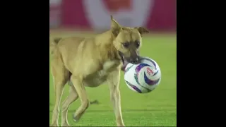 perro jugador