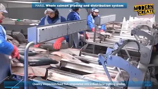Amazing Automatic Fish Processing Line Machine Factory,