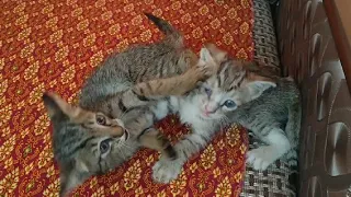 Rescue Street Kitten Found Playing Brother For Life || Cute Tabby Kittens Funny Fight || Cute Cats